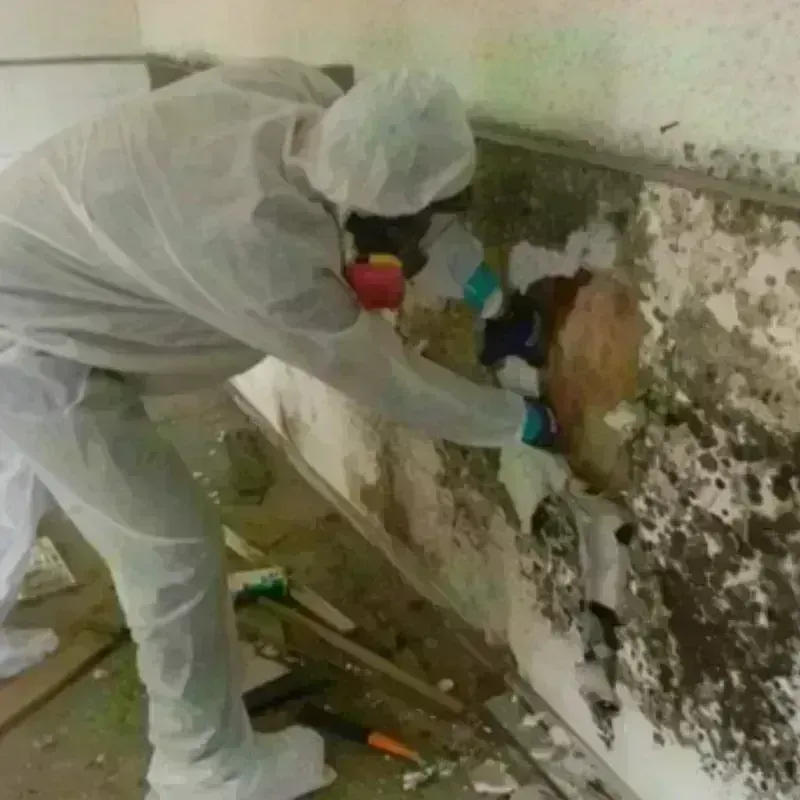 Mold Remediation and Removal in Golden Valley County, MT